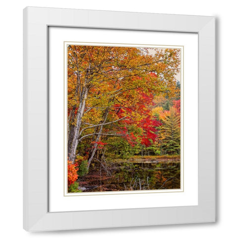Fall Trees 7 White Modern Wood Framed Art Print with Double Matting by Lee, Rachel