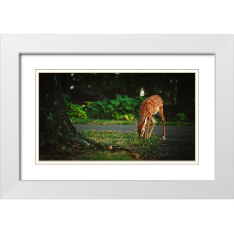 Fawn White Modern Wood Framed Art Print with Double Matting by Lee, Rachel