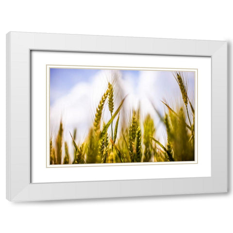 Field 1 White Modern Wood Framed Art Print with Double Matting by Lee, Rachel