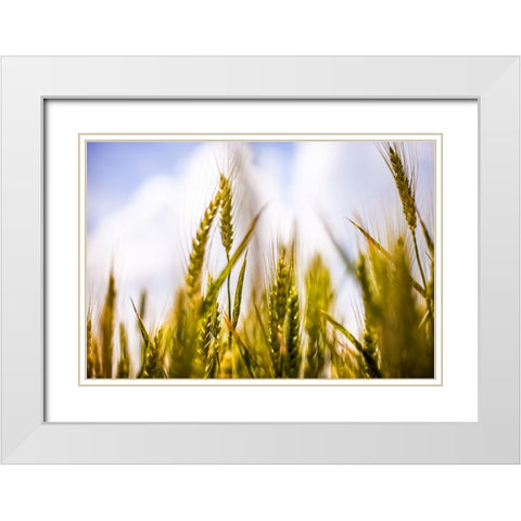 Field 1 White Modern Wood Framed Art Print with Double Matting by Lee, Rachel