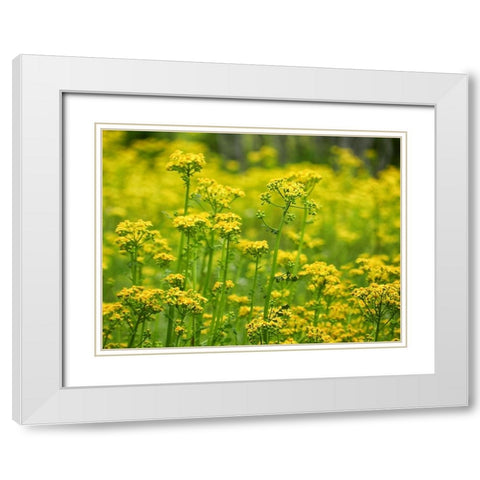Field 16 White Modern Wood Framed Art Print with Double Matting by Lee, Rachel