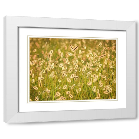 Field 17 White Modern Wood Framed Art Print with Double Matting by Lee, Rachel