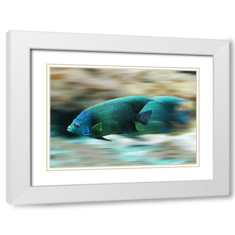 Fish White Modern Wood Framed Art Print with Double Matting by Lee, Rachel