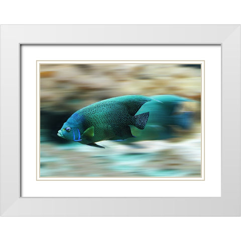 Fish White Modern Wood Framed Art Print with Double Matting by Lee, Rachel