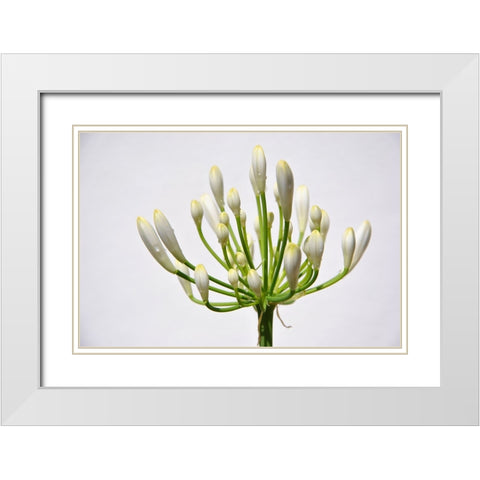 Flower 37 White Modern Wood Framed Art Print with Double Matting by Lee, Rachel