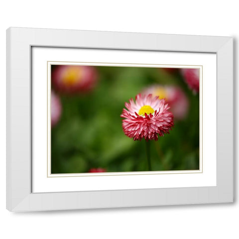 Flower 51 White Modern Wood Framed Art Print with Double Matting by Lee, Rachel