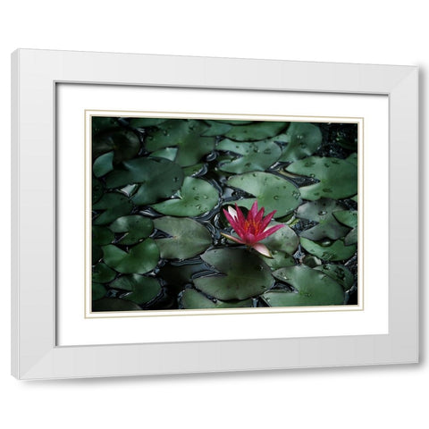Flower 56 White Modern Wood Framed Art Print with Double Matting by Lee, Rachel