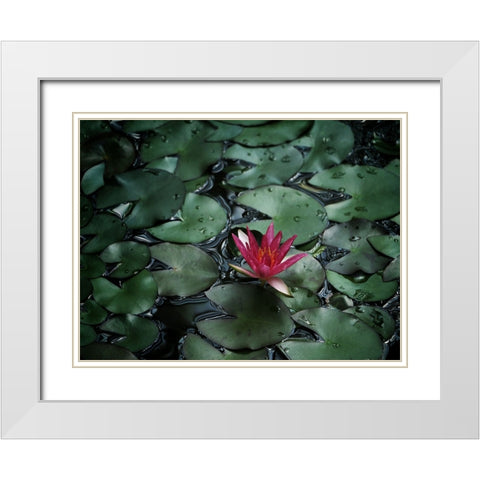 Flower 56 White Modern Wood Framed Art Print with Double Matting by Lee, Rachel