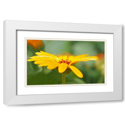 Flower 57 White Modern Wood Framed Art Print with Double Matting by Lee, Rachel