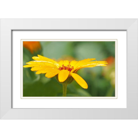 Flower 57 White Modern Wood Framed Art Print with Double Matting by Lee, Rachel