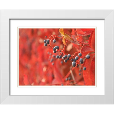 Flower 61 White Modern Wood Framed Art Print with Double Matting by Lee, Rachel