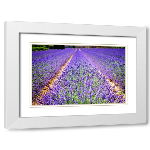 Flower 62 White Modern Wood Framed Art Print with Double Matting by Lee, Rachel