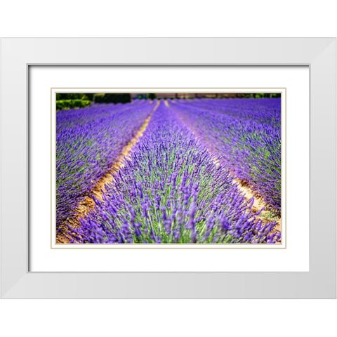 Flower 62 White Modern Wood Framed Art Print with Double Matting by Lee, Rachel