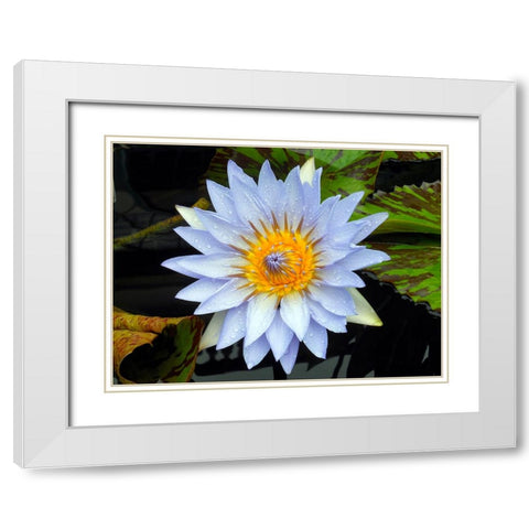 Flower 7 White Modern Wood Framed Art Print with Double Matting by Lee, Rachel