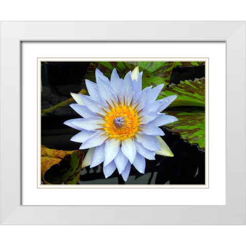 Flower 7 White Modern Wood Framed Art Print with Double Matting by Lee, Rachel