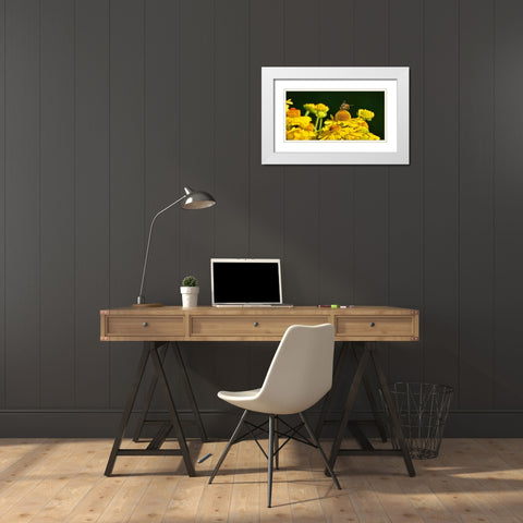 Flower Bee White Modern Wood Framed Art Print with Double Matting by Lee, Rachel