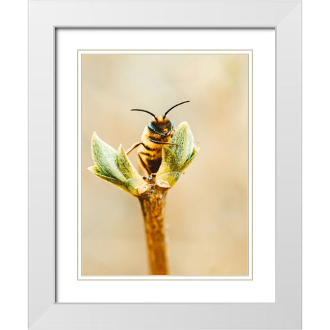 Flower Bee 3 White Modern Wood Framed Art Print with Double Matting by Lee, Rachel