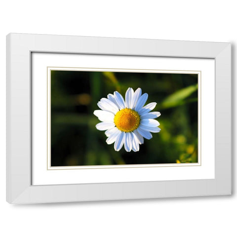 Flower Daisy White Modern Wood Framed Art Print with Double Matting by Lee, Rachel