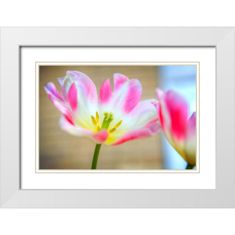 Flower Pink White Modern Wood Framed Art Print with Double Matting by Lee, Rachel