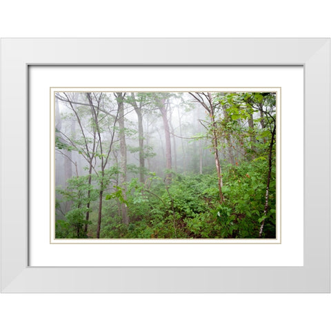 Foggy Forest White Modern Wood Framed Art Print with Double Matting by Lee, Rachel