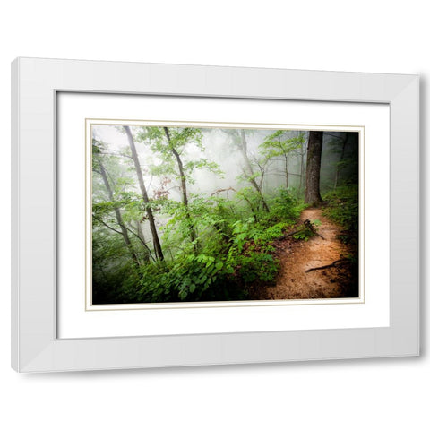 Foggy Forest Path White Modern Wood Framed Art Print with Double Matting by Lee, Rachel
