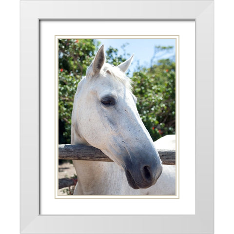 Horse 8 White Modern Wood Framed Art Print with Double Matting by Lee, Rachel