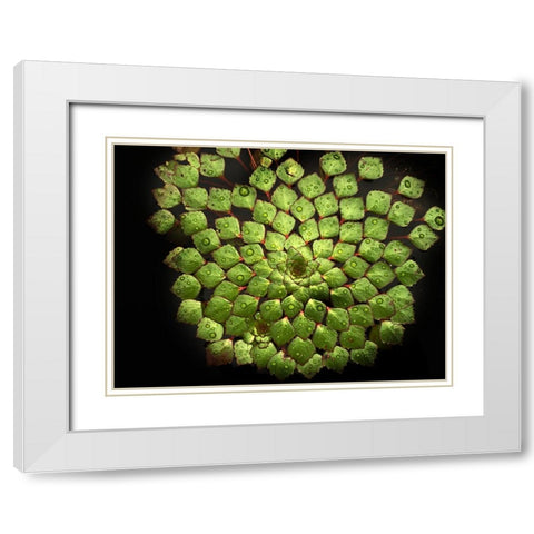 Leaves 19 White Modern Wood Framed Art Print with Double Matting by Lee, Rachel