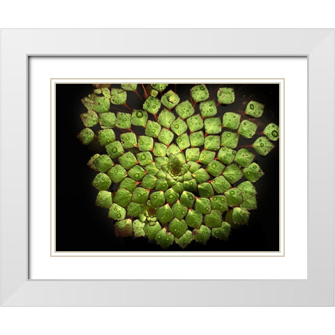 Leaves 19 White Modern Wood Framed Art Print with Double Matting by Lee, Rachel