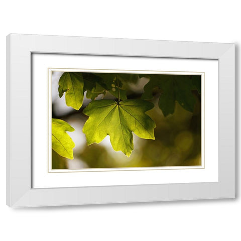 Leaves 5 White Modern Wood Framed Art Print with Double Matting by Lee, Rachel