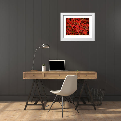 Leaves 8 White Modern Wood Framed Art Print with Double Matting by Lee, Rachel