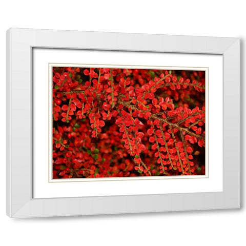 Leaves 8 White Modern Wood Framed Art Print with Double Matting by Lee, Rachel