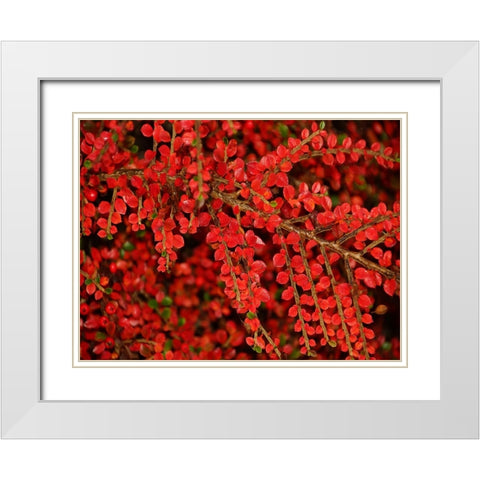 Leaves 8 White Modern Wood Framed Art Print with Double Matting by Lee, Rachel