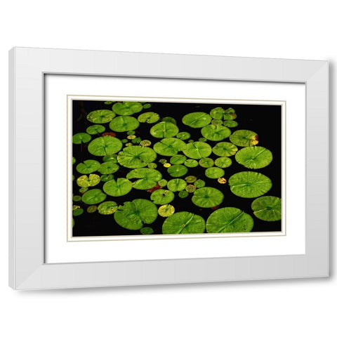Lily Pads White Modern Wood Framed Art Print with Double Matting by Lee, Rachel