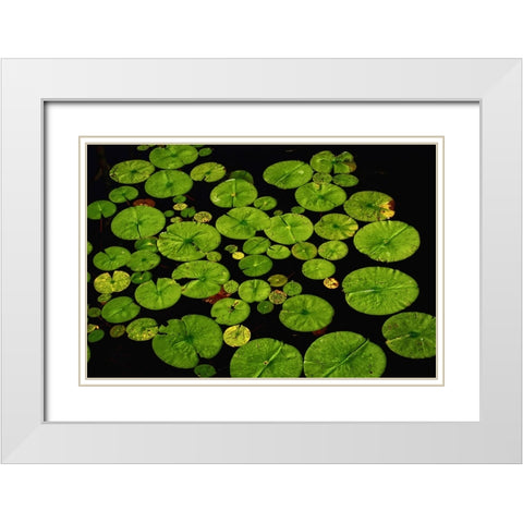 Lily Pads White Modern Wood Framed Art Print with Double Matting by Lee, Rachel