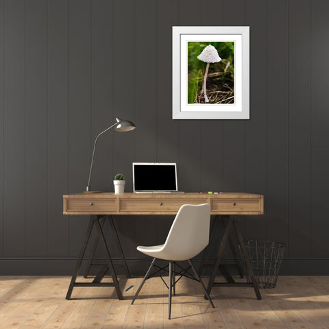 Mushroom 1 White Modern Wood Framed Art Print with Double Matting by Lee, Rachel
