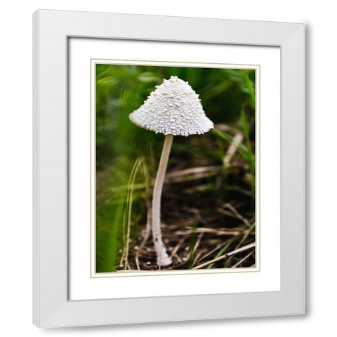 Mushroom 1 White Modern Wood Framed Art Print with Double Matting by Lee, Rachel