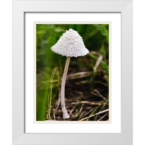 Mushroom 1 White Modern Wood Framed Art Print with Double Matting by Lee, Rachel