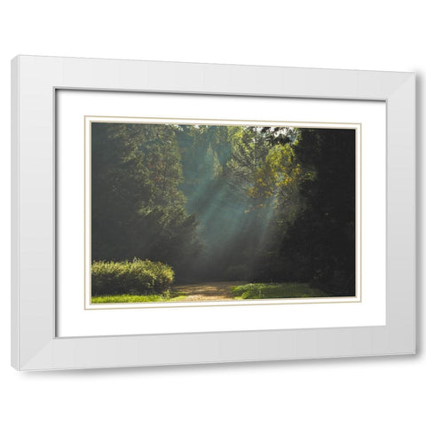 Pathway 4 White Modern Wood Framed Art Print with Double Matting by Lee, Rachel