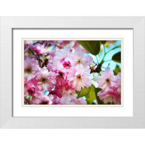 Pink Blossoms White Modern Wood Framed Art Print with Double Matting by Lee, Rachel