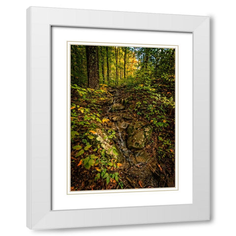 Pocket Wilderness 1 White Modern Wood Framed Art Print with Double Matting by Lee, Rachel