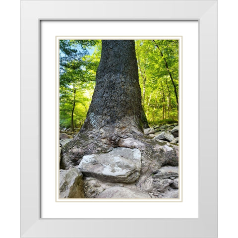 Pocket Wilderness Dayton 7 White Modern Wood Framed Art Print with Double Matting by Lee, Rachel