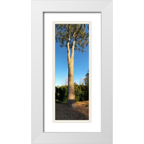 St Elmo Pine White Modern Wood Framed Art Print with Double Matting by Lee, Rachel