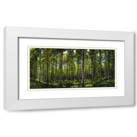 Tree Plantation White Modern Wood Framed Art Print with Double Matting by Lee, Rachel