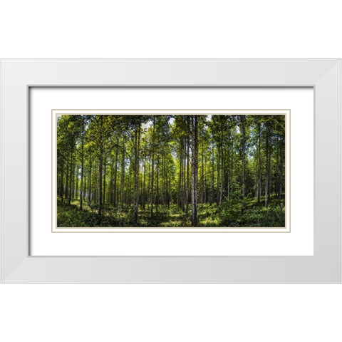 Tree Plantation White Modern Wood Framed Art Print with Double Matting by Lee, Rachel