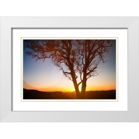 Tree Sunset 1 White Modern Wood Framed Art Print with Double Matting by Lee, Rachel