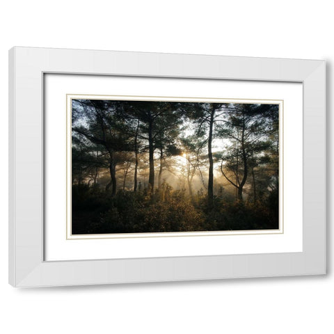 Tree Sunset 3 White Modern Wood Framed Art Print with Double Matting by Lee, Rachel