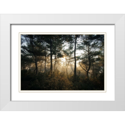 Tree Sunset 3 White Modern Wood Framed Art Print with Double Matting by Lee, Rachel