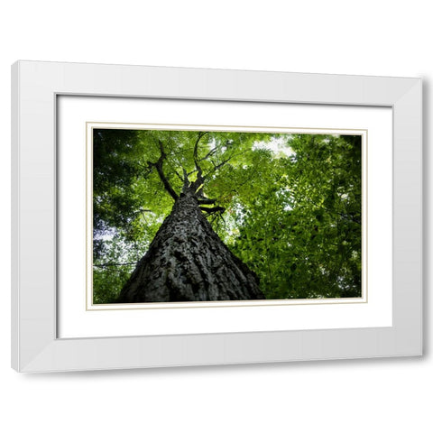 Trees 1 White Modern Wood Framed Art Print with Double Matting by Lee, Rachel