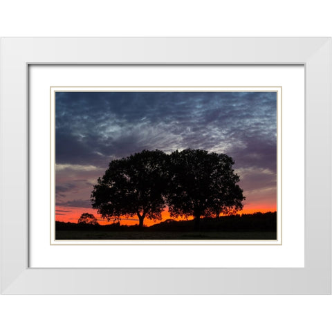 Trees 14 White Modern Wood Framed Art Print with Double Matting by Lee, Rachel