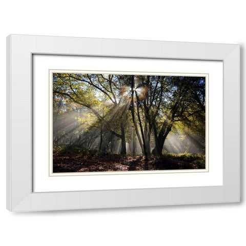 Trees 17 White Modern Wood Framed Art Print with Double Matting by Lee, Rachel